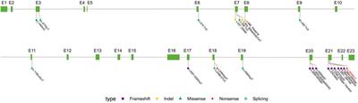 A novel non-sense variant in the OFD1 gene caused Joubert syndrome